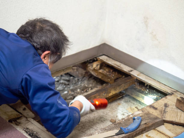 Best Attic Mold Removal  in Laramie, WY