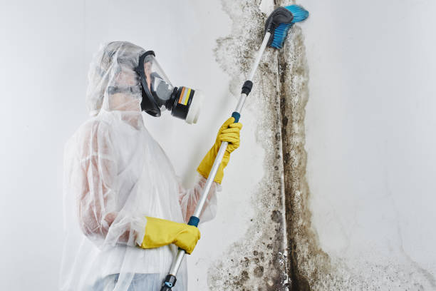 Best Residential Mold Removal  in Laramie, WY