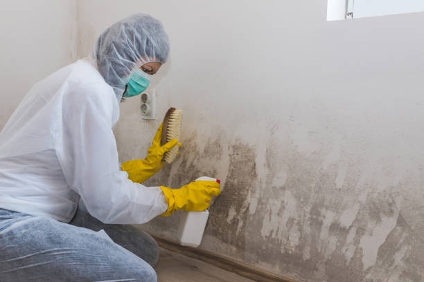 Best Mold Inspection  in Laramie, WY