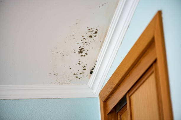 Best Water Damage Restoration  in Laramie, WY
