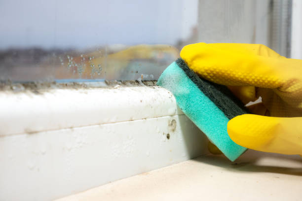 Best Mold Testing  in Laramie, WY