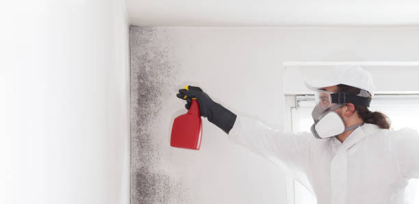 Best Fast Mold Removal  in Laramie, WY