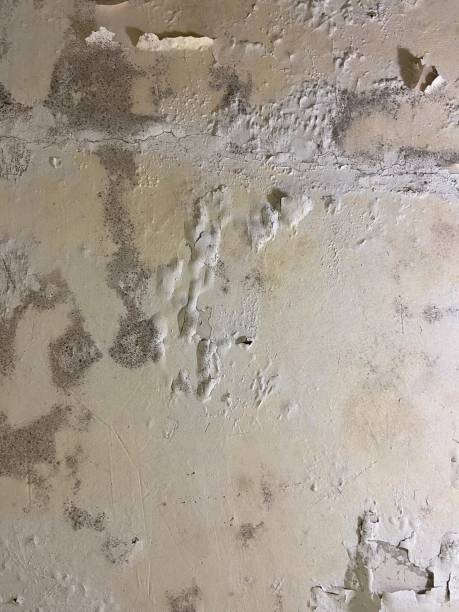 Mold Removal and Inspection in Laramie, WY