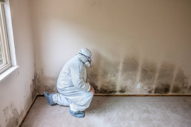 Best Local Mold Removal Service  in Laramie, WY
