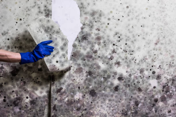 Best Office Mold Removal Services  in Laramie, WY