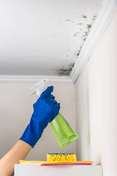 Best Mold Removal Company Near Me  in Laramie, WY